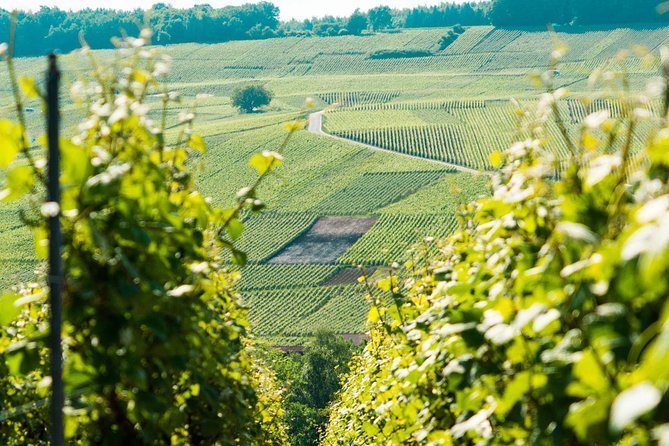 Champagne vineyards running down a hillside in rows